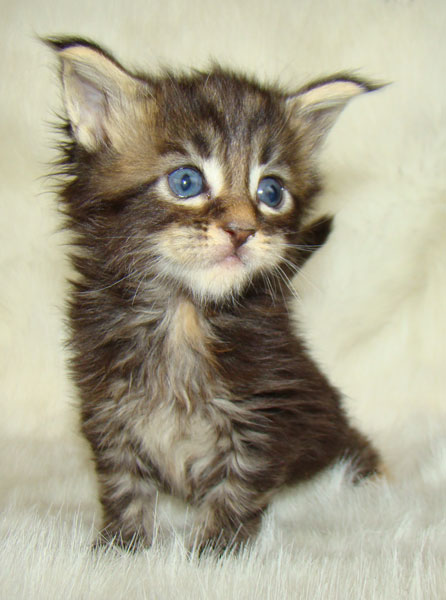     Catsvill County!   !    !       !!!    Catsvill County +7-926-544-74-09     .   ,   ,   ,    ,   ,  ,     ,   -,    ,   !